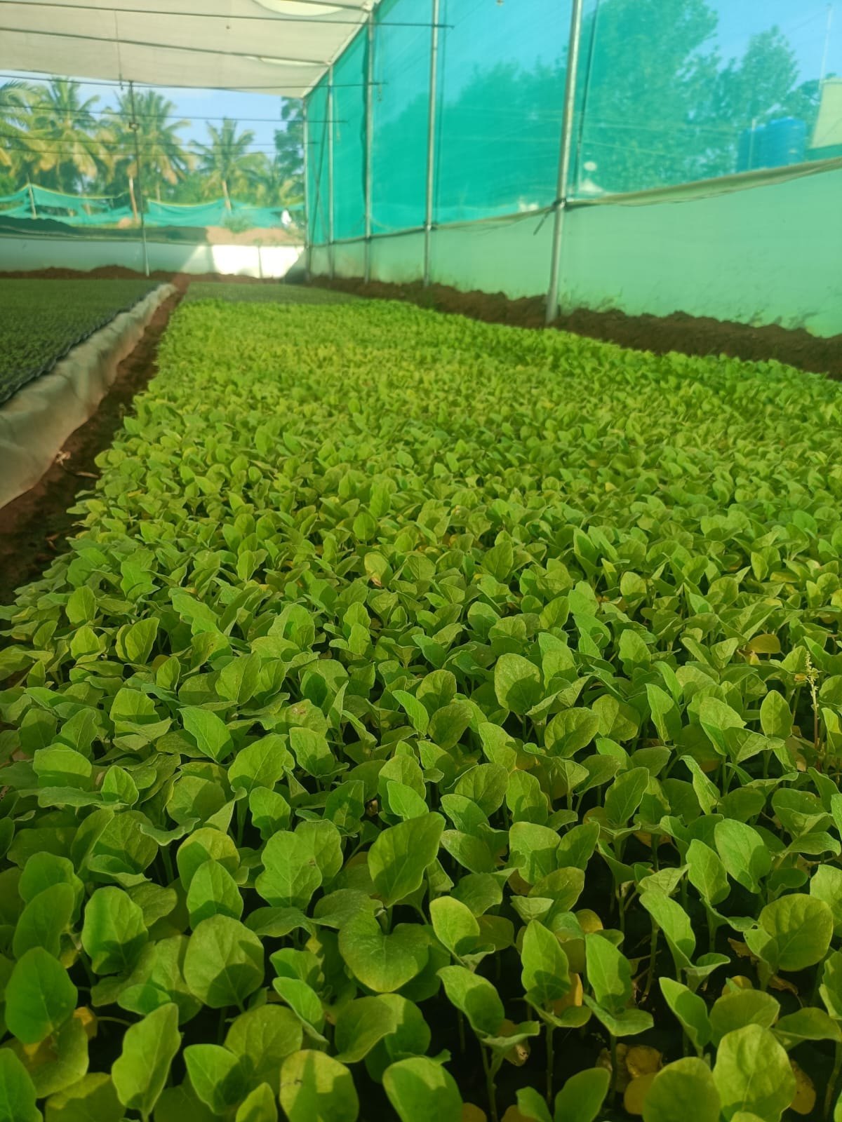 Brinjal