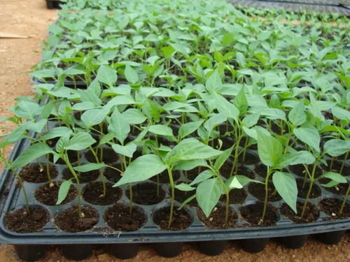 Chilli