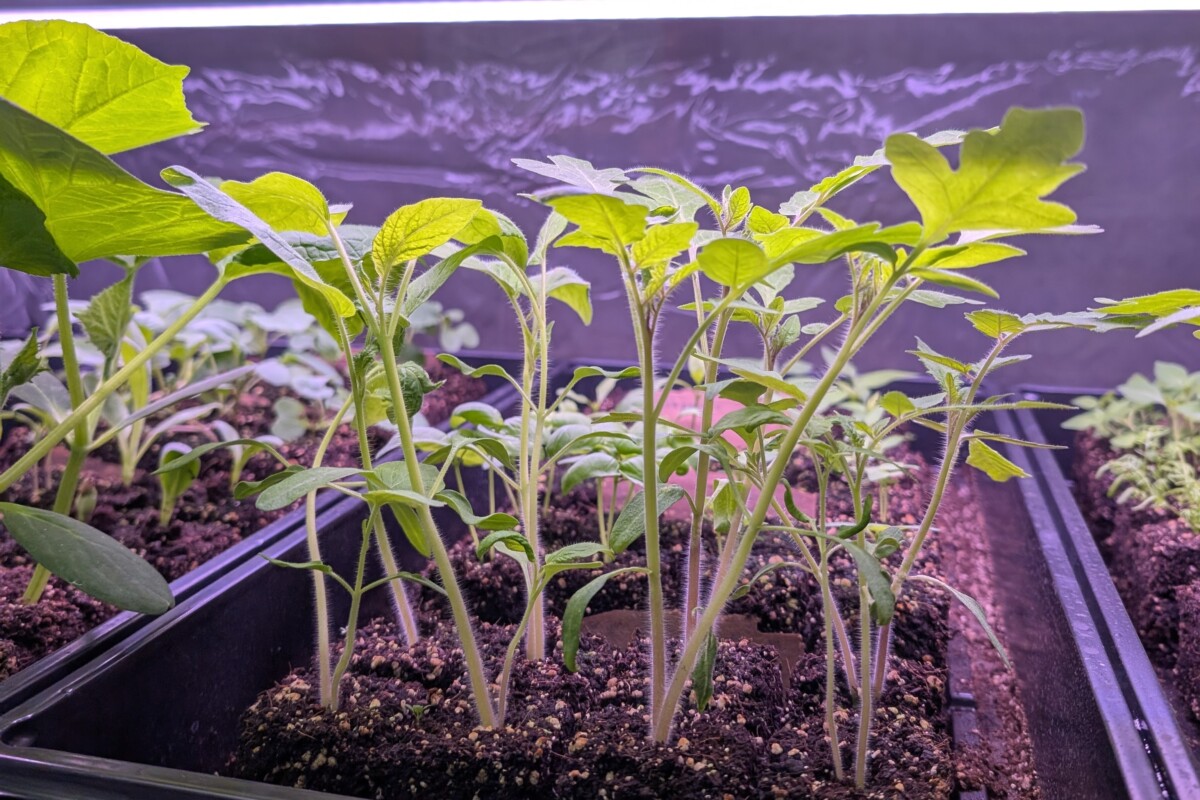 Tomato
